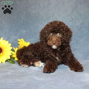 Brownie, Toy Poodle Puppy