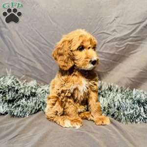 Izzy, Mini Goldendoodle Puppy