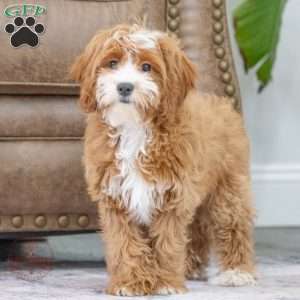 Marley, Cavapoo Puppy