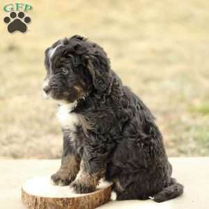 Braden, Mini Bernedoodle Puppy