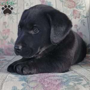 Jimmy, Labrador Mix Puppy