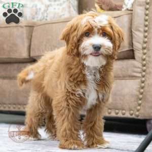 Marley, Cavapoo Puppy