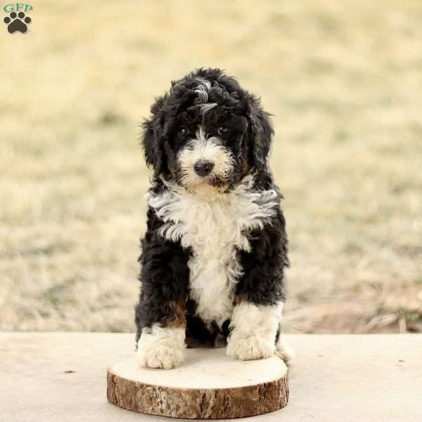 Bella, Mini Bernedoodle Puppy