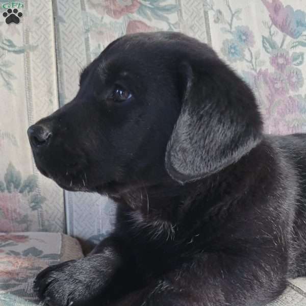 Jimmy, Labrador Mix Puppy