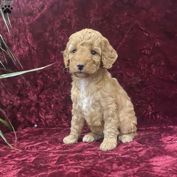 Sheila, Mini Goldendoodle Puppy