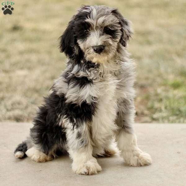 Toby, Mini Sheepadoodle Puppy