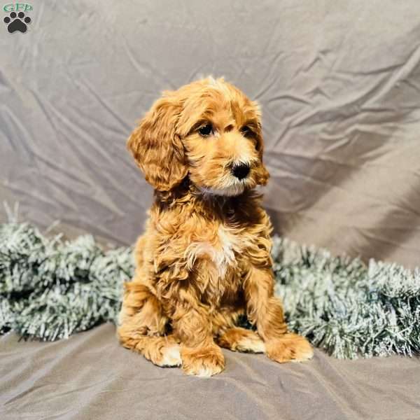 Izzy, Mini Goldendoodle Puppy