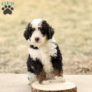 Baxter, Mini Bernedoodle Puppy