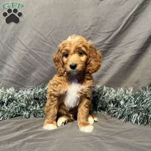 Dakota, Mini Goldendoodle Puppy