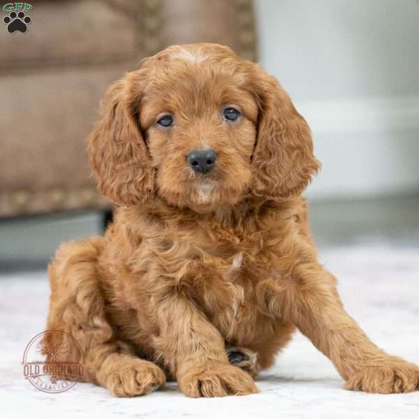 Shadow, Cavapoo Puppy