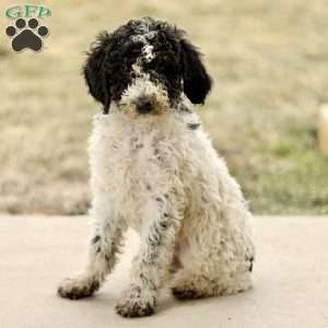 Arlo, Mini Sheepadoodle Puppy