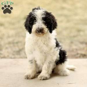 Trevor, Mini Sheepadoodle Puppy