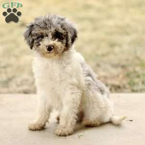 Tara, Mini Sheepadoodle Puppy