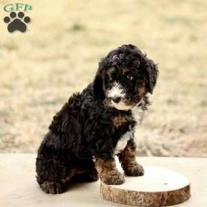 Bruno, Mini Bernedoodle Puppy