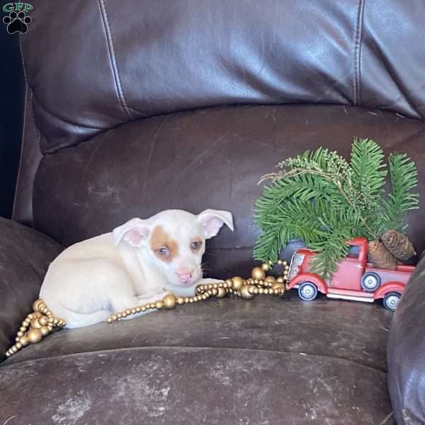 Spotty, Chihuahua Mix Puppy