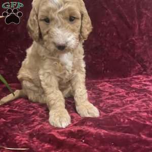 Shawn, Mini Goldendoodle Puppy