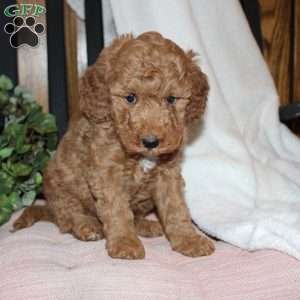 Laura, Mini Goldendoodle Puppy