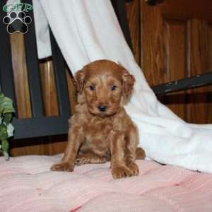 Lindsey, Mini Goldendoodle Puppy