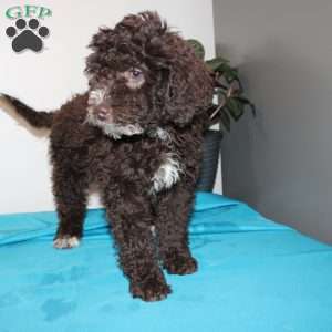 Kat, Mini Labradoodle Puppy