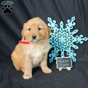 Madison, Miniature Golden Retriever Puppy