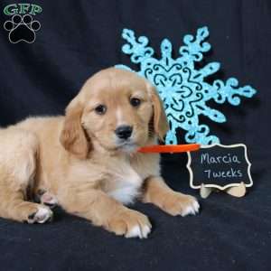 Marcia, Miniature Golden Retriever Puppy