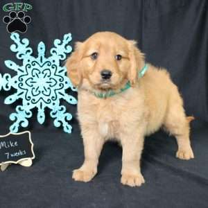 Mike, Miniature Golden Retriever Puppy