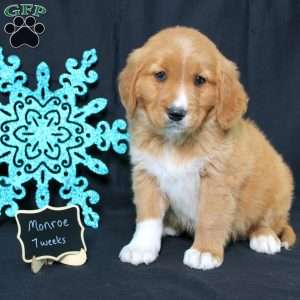 Monroe, Miniature Golden Retriever Puppy