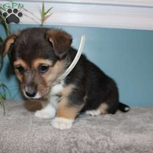 Brinley, Pembroke Welsh Corgi Puppy