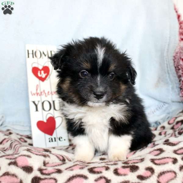 Larry, Miniature Australian Shepherd Puppy