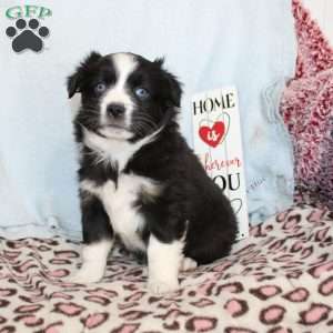 Tracy, Miniature Australian Shepherd Puppy