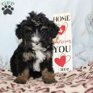 Joy, Mini Bernedoodle Puppy