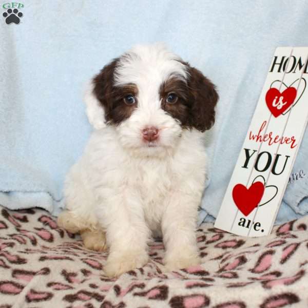 Daisy, Mini Bernedoodle Puppy