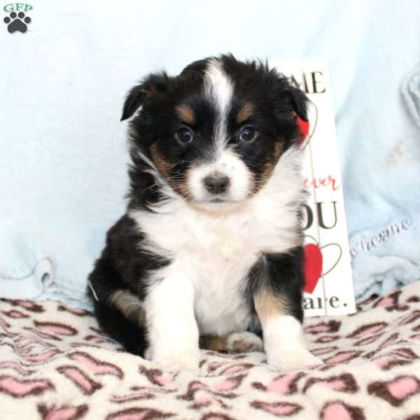 Tina, Miniature Australian Shepherd Puppy