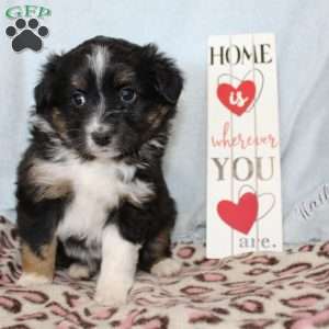 Twila, Miniature Australian Shepherd Puppy