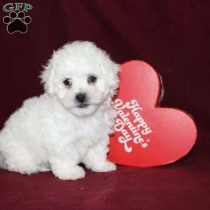 Cookies, Bichon Frise Puppy