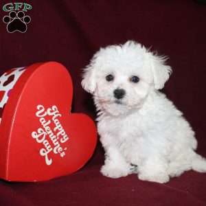 Cooper, Bichon Frise Puppy