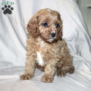 Fern, Cavapoo Puppy