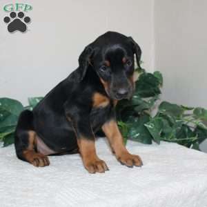 Lindsey, Doberman Pinscher Puppy