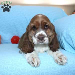 Jolly, Cocker Spaniel Puppy