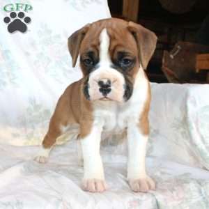 Buddy, Boxer Puppy