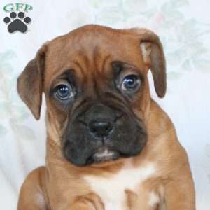 Ben, Boxer Puppy