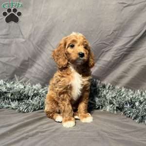 Dakota, Mini Goldendoodle Puppy