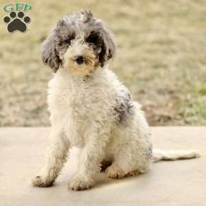 Audrey, Mini Sheepadoodle Puppy