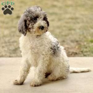 Audrey, Mini Sheepadoodle Puppy