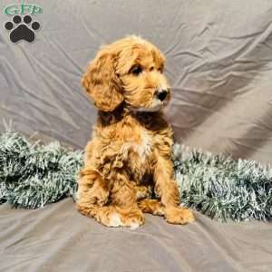 Izzy, Mini Goldendoodle Puppy