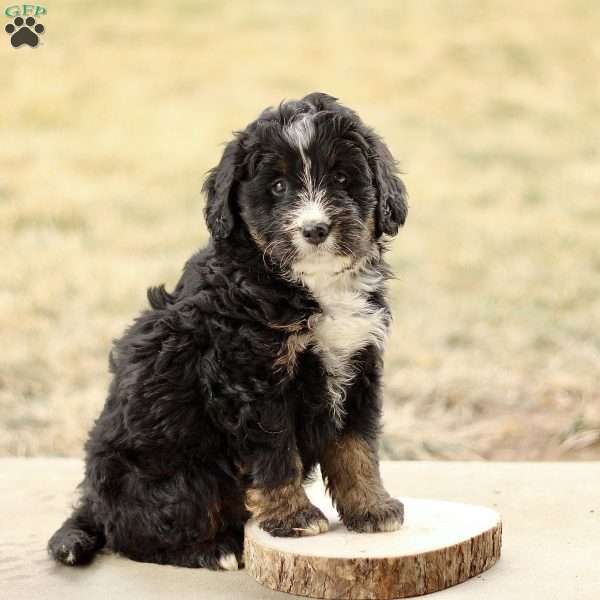 Braden, Mini Bernedoodle Puppy