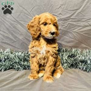 Izzy, Mini Goldendoodle Puppy