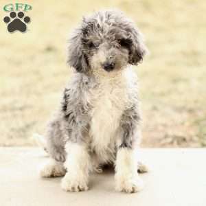 Tanner, Mini Sheepadoodle Puppy