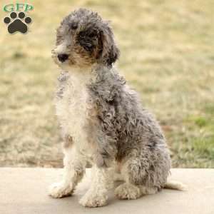 Alex, Mini Sheepadoodle Puppy