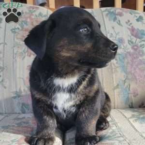 Junior, Labrador Mix Puppy